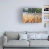 Trademark Fine Art - Carol Strock Wasson Cattails Canvas Art - 2 of 4