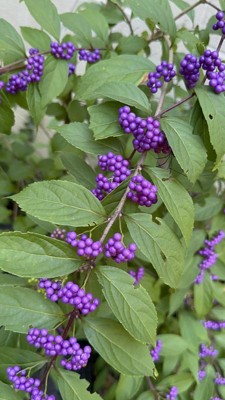 Guest review image 4 of 6, zoom in