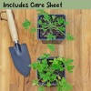 Soil Sunrise Live Citronella Geranium Plants; Pelargonium Citronella Scented Potted Plants - 2 of 4