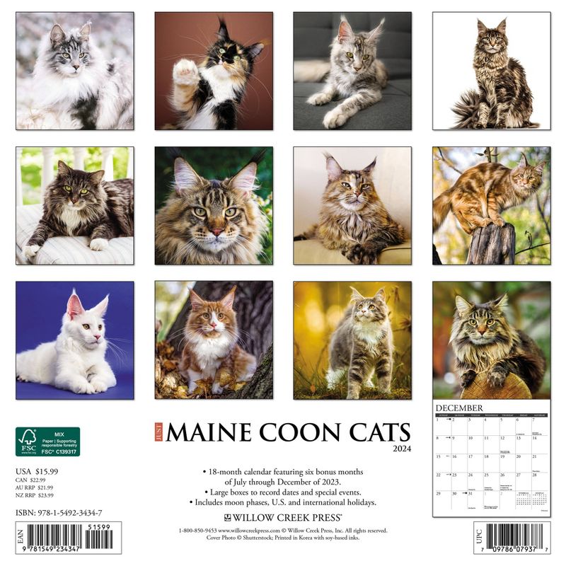 Willow Creek Press 2024 Wall Calendar 12&#34;x12&#34; Just Maine Coon Cats, 2 of 4