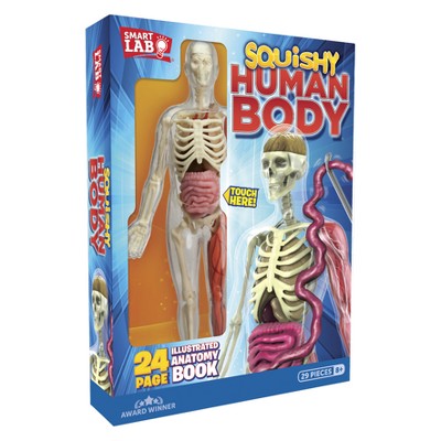 edu science squishy human body