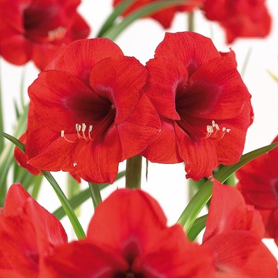 Amaryllis African Merry Christmas Set of 1 Bulb - Red - Van Zyverden