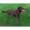 Country Brook Design Martingale Heavyduty Nylon Dog Collar - 3 of 4