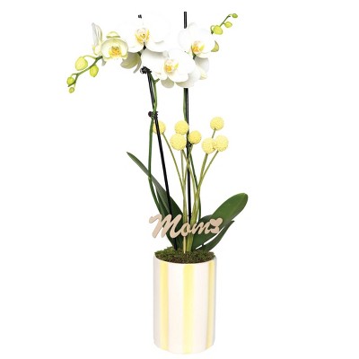 Green Circle Growers 5" White Orchid Houseplant White and Yellow Ceramic Planter