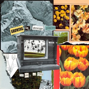 I'm Sorry Thank You - Growing In Strange Places - Orange Crush (Colored Vinyl Orange) - 1 of 1