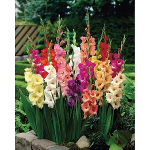 Van Zyverden Set of 25 Gladiolus Large Flowering Rainbow Mixed Bulbs - 1 of 3