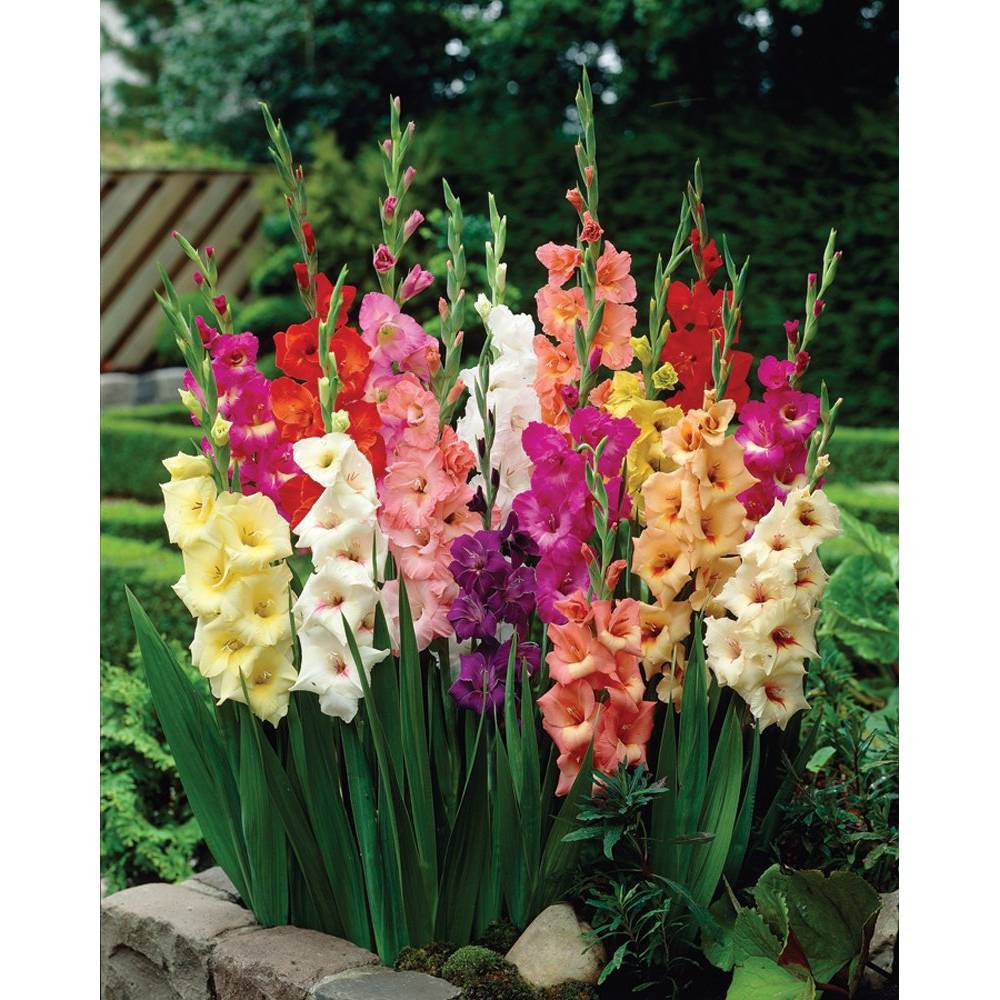 Van Zyverden Set of 25 Gladiolus Large Flowering Rainbow Mixed Bulbs