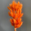 Alilang Dried Bunny Tail Grass Stems for Modern Home Decoration and Floral Arrangements, 23.5 Inches - 3 of 3