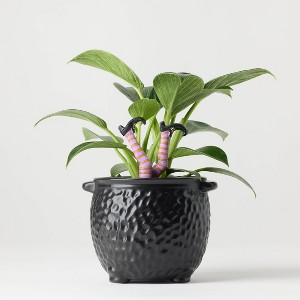 Halloween Hunch Punch Live Houseplant - Good Little Garden™ - 1 of 4