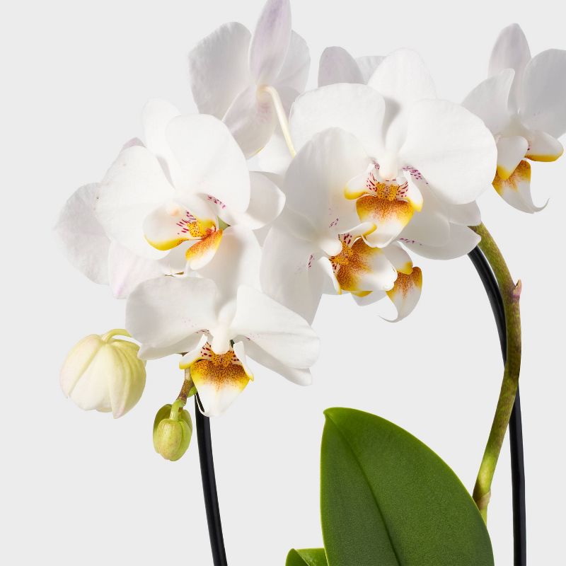 Live 3&#34; White Waterfall Orchid Houseplant - Spritz&#8482;, 3 of 5