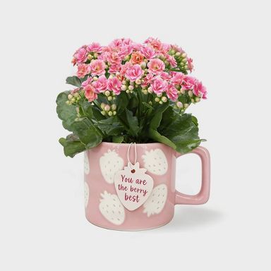 Live Kalanchoe Plant in Light Pink Berry Spring Mug - Good Little Garden™