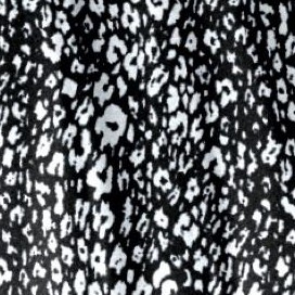 black white cheetah