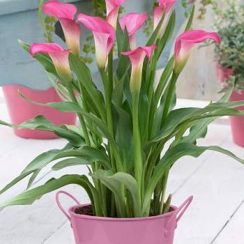 Van Zyverden 28" Patio Pink Calla with Pink Metal Planter, Soil, and Growers Pot Calla Lily