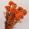 Alilang Decorative Dried Berry Stems for Home Decoration and Floral Arrangements, 17 Inches - 3 of 4