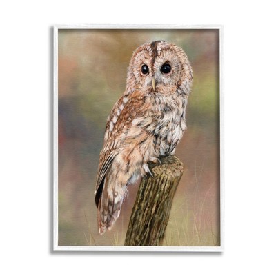 Stupell Industries Brown Tawny Owl Perched Framed Giclee
