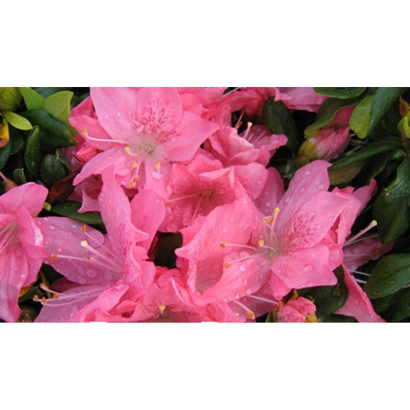 2.5qt Pink Pearl Azalea Plant with Pink Blooms - National Plant Network, 1 of 6
