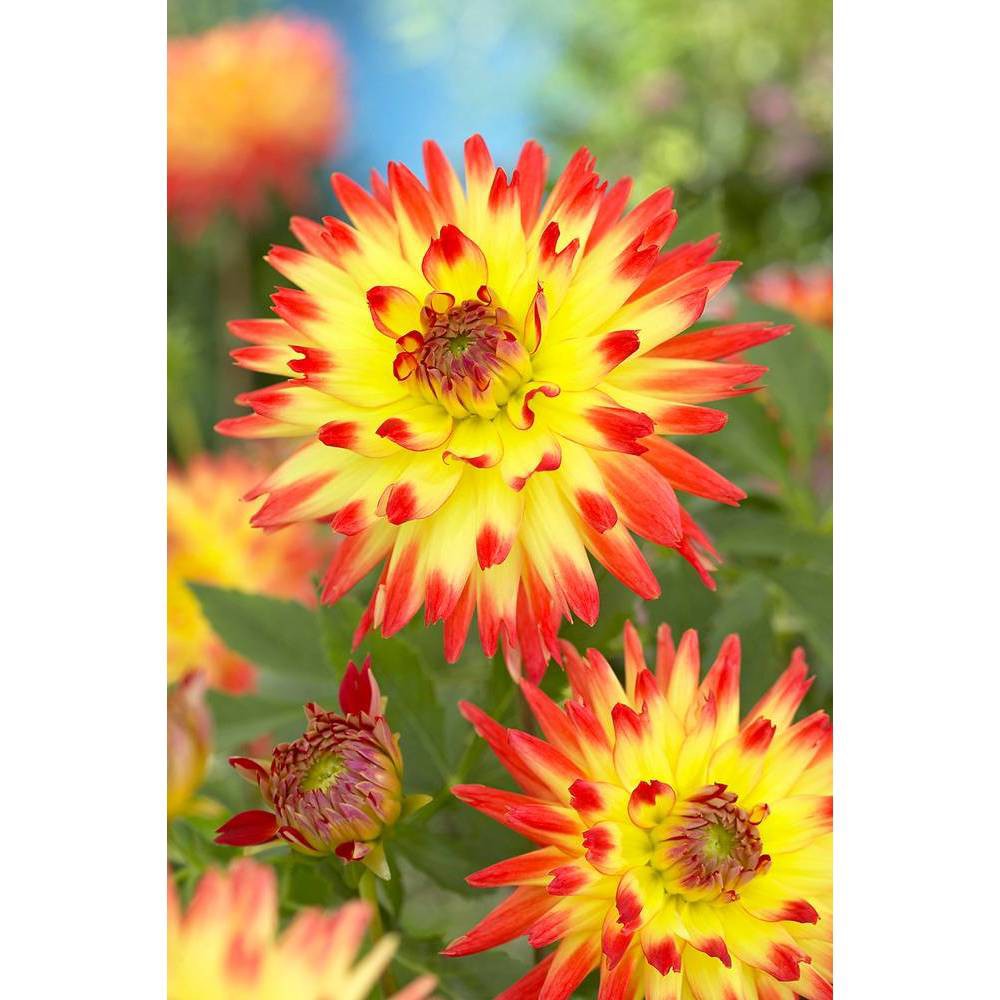 Photos - Garden & Outdoor Decoration Van Zyverden Set of 5 Dahlias Aloha Bulbs