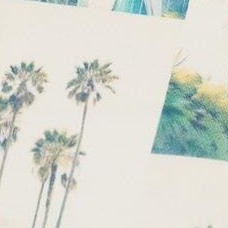 beige palm tree and teal