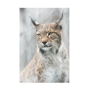 Canvas Wall Art - Santiago Pascual Buye 'Lynx Portrait In The Fog' Wall Art for Living Room, Bedroom, or Office Décor by Trademark Fine Art - 16 x 24 - 1 of 4