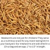 JCs Wildlife Dried Mealworm Pail - 10oz - 3 of 4