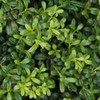National Plant Network Live Outdoor Soft Touch Holly Plant - 1ct 1gal - 4 of 4