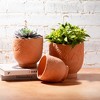 Sullivans Artificial 5.5" Ruscus & Twig Orb, Green - 3 of 3