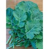 Burpee Organic Kale Premier: Non-GMO, Full Sun, 65 Days to Maturity, Cool-Hardy Vegetable Seeds - 3 of 3
