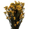 Vickerman 16" Rice Flower, 4.25oz Preserved - 2 of 4
