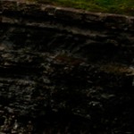 montalcino elm
