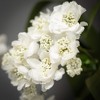 Sullivans Artificial Cream Cherry Blossom Stem 28"H - 2 of 3