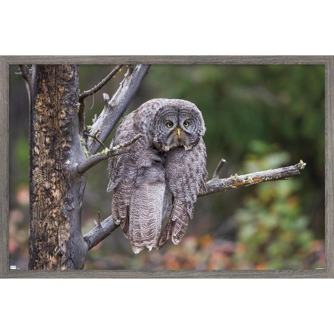 Trends International The Comedy Wildlife Photography Awards: John Blumenkamp - Monday Blahs Framed Wall Poster Prints - image 1 of 4