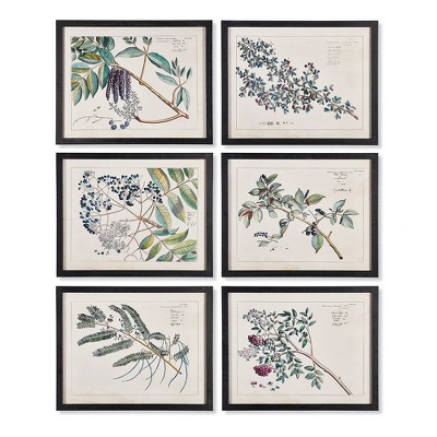 Plum & Post Berry Branch Botanical Study, Set Of 6