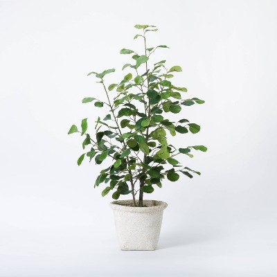 Photo 1 of Threshold designed with Studio McGee -  Small Triangle Ficus Tree - 37"H