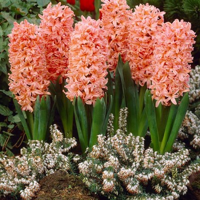 Set of 10 2019 Color of the Year Hyacinth Bulbs Living Coral - Van Zyverden