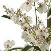 Nearly Natural Dancing Lady Orchid Liquid Illusion Silk Flower Arrangement White - image 2 of 3