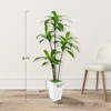 Artificial Dracaena Tree, Faux Dracaena Tree with Tall White Planter, Ideal for Home Decor and Housewarming Gift - 3 of 4