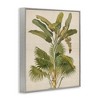 Stupell Industries Vintage Tropical Plant, 24" x 30" - 3 of 4