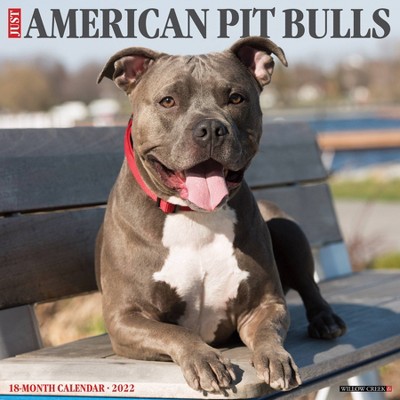 2022 Wall Calendar Just American Pit Bull Terriers - Willow Creek Press