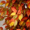 Nearly Natural 9-ft Autumn Ficus Artificial Fall Tree - 3 of 4