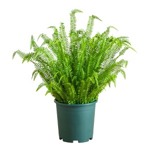 Nearly Natural 4-ft UV Resistant Artificial Real Touch Boston Fern Plant (Indoor/Outdoor) - 1 of 1