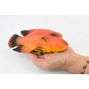 Collectible Wildlife Gifts | Fish, Red Humphead Wrasse, Museum Quality, Hand Painted, Rubber Fish, Realistic Toy Model, Gift,  7"   CH363 BB138 - 2 of 4