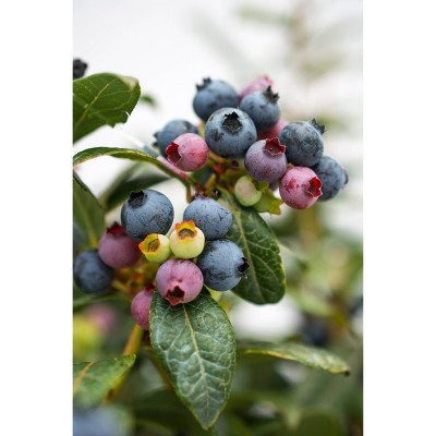 2.5qt Bushel and Berry Blueberry Perpetua - National Plant Network