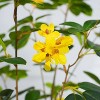 Acekool 4.2ft Artificial Flower Tree with Yellow Blooms and Green Leaves, Pre-Potted Faux Floor Plant for Garden, Home, Wedding, Party Décor - 4 of 4