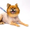 Country Brook Petz Martingale Collar and Leash - Country and Western Collection - 4 of 4