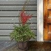 National Tree Company 48" Pre-Lit Potted Pine & Berries Artificial Plant with LED White Lights: Indoor/Outdoor Christmas Decor - image 2 of 4