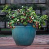 Bushel and Berry Blackberry 'Baby Cakes' 1pc Seasonal U.S.D.A. Hardiness Zones 4-8 National Plant Network 2.5qt: Thornless, Patio-Friendly - 4 of 4