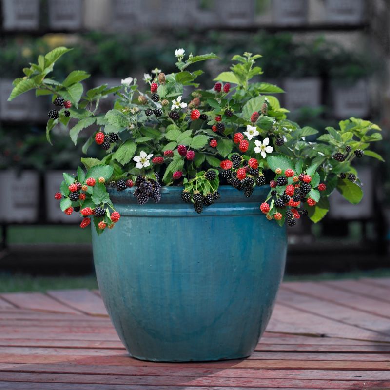 Bushel and Berry Blackberry &#39;Baby Cakes&#39; 1pc Seasonal U.S.D.A. Hardiness Zones 4-8 National Plant Network 2.5qt, 5 of 7