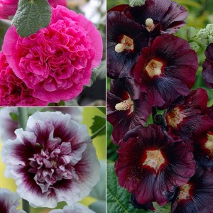 Van Zyverden 15ct Hollyhocks Collection 3 Varieties Roots - 1 of 3