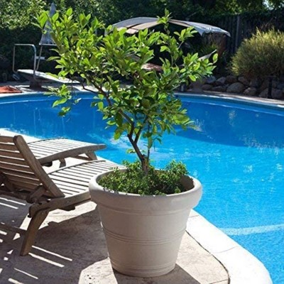 Weathered Stone Resin Rolled-Rim Planter, 11.42"x9.21"