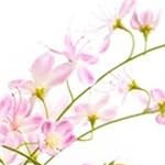 150cm | pink